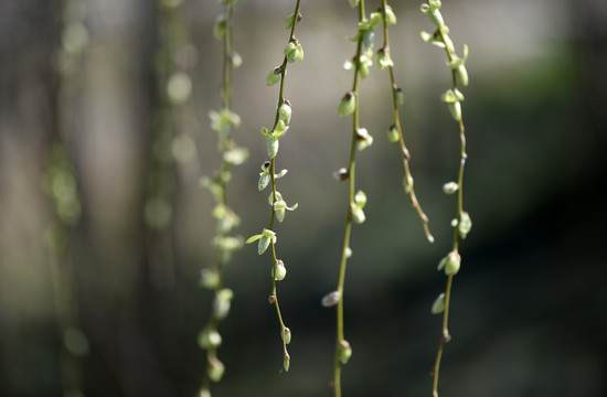 春芽萌动雨水至