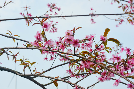 烂漫樱花