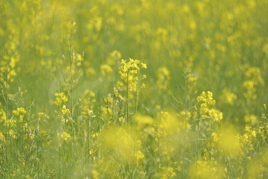 油菜花