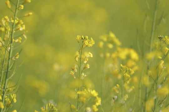 油菜花