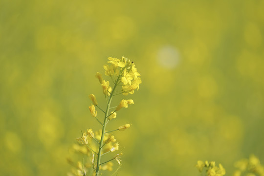 油菜花