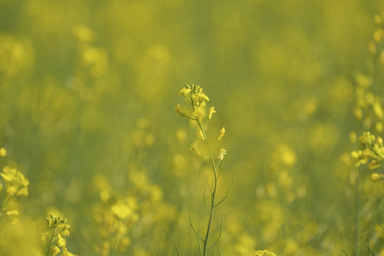 油菜花