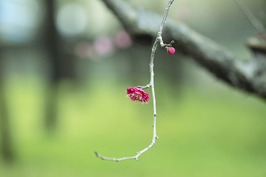 一枝独秀