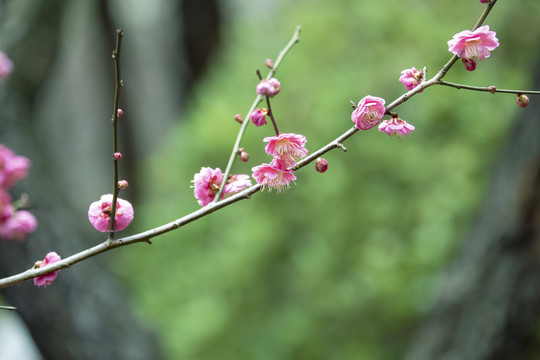 红梅花