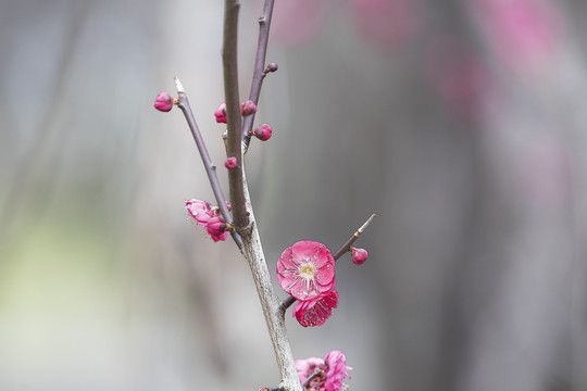 梅花