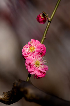 老枝梅花