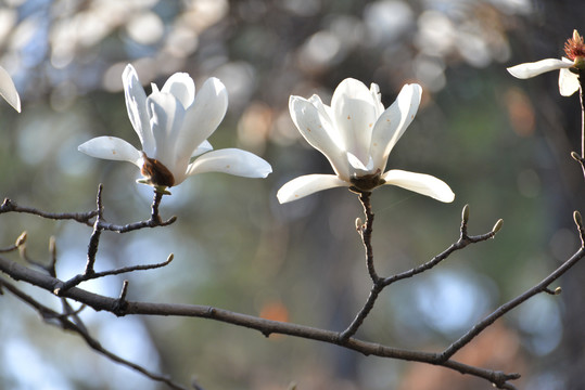 玉兰花