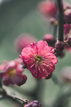 红梅花