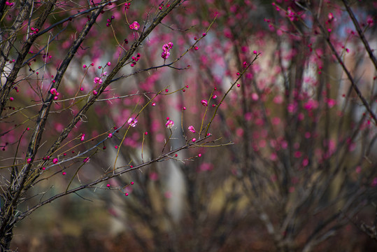 梅花树