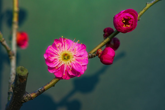 红梅花