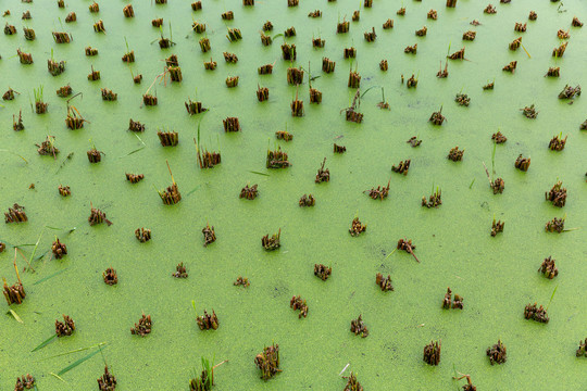 水田藻类