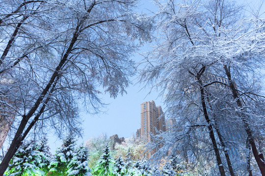 雪景