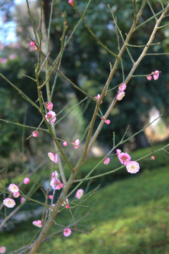 桃花