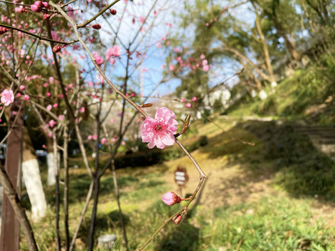 桃花特写