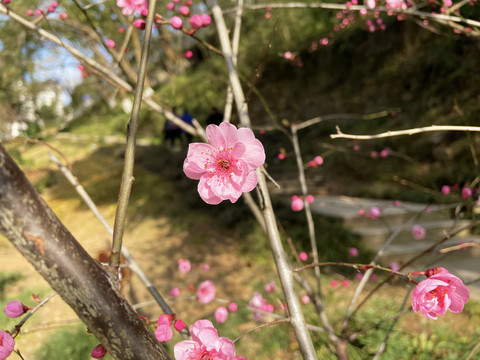 桃花特写