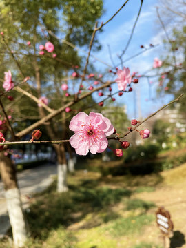 桃花特写