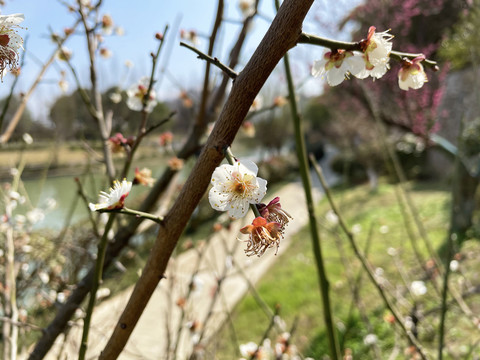 白色梨花