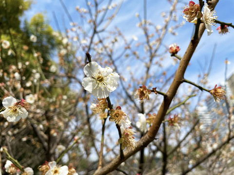 梨花