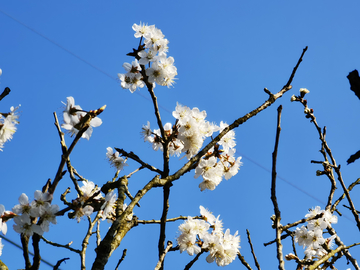 樱桃花