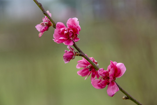 桃花