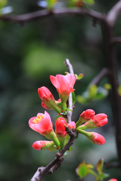 铁脚海棠花
