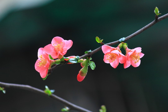 铁脚海棠花