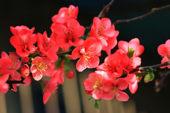 铁脚海棠花