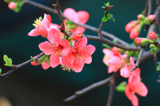 铁脚海棠花