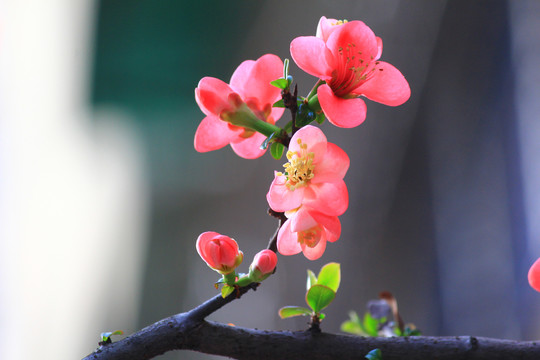 铁脚海棠花