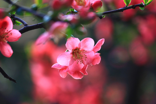 铁脚海棠花