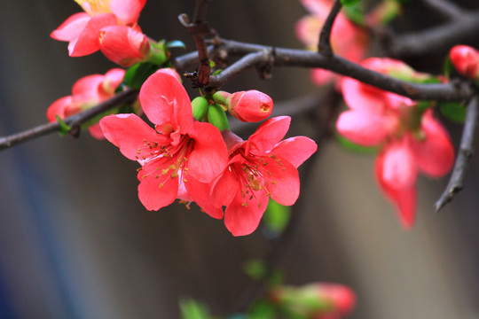 铁脚海棠花