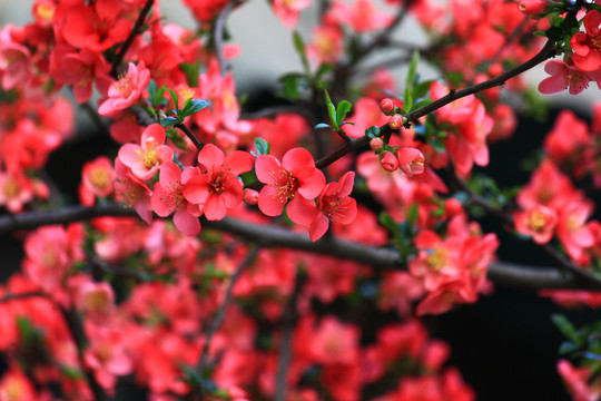 铁脚海棠花