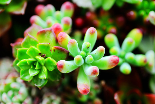 特写多肉植物