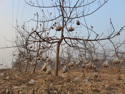 苹果树