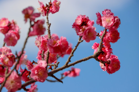 梅花