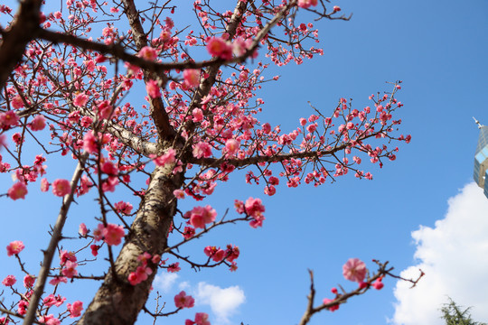 梅花