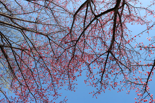 天空梅花