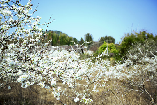 李花绽放