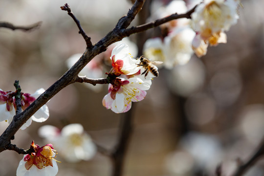 白梅花