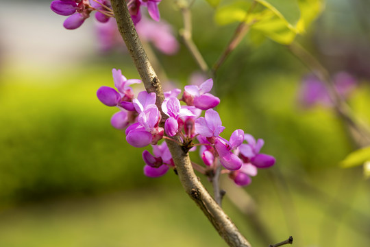 紫荆花