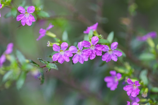 紫色的细叶萼距花