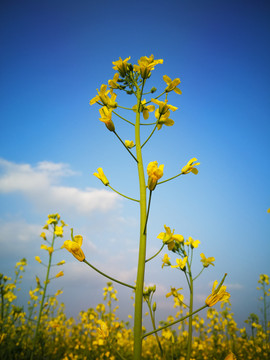 蓝天下的油菜花海