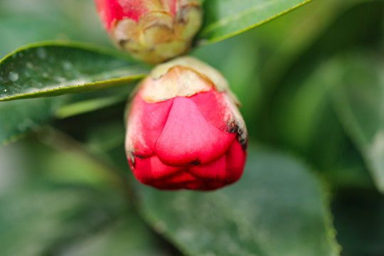 山茶花