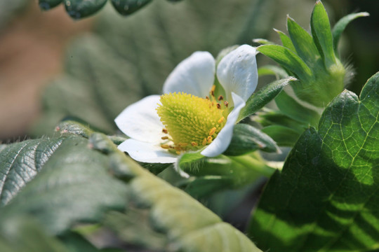 草莓开花