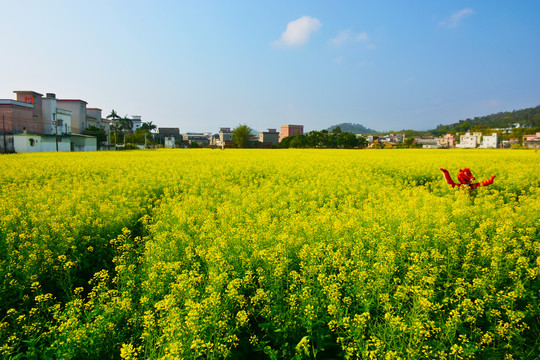 油菜风光