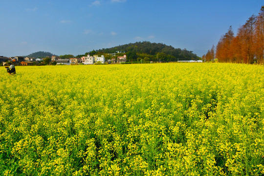 乡村油菜田