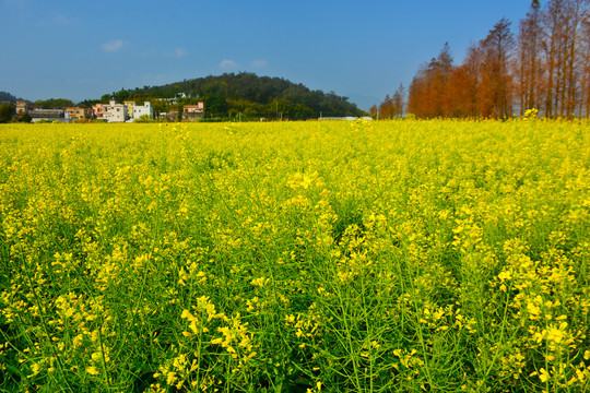 乡村油菜