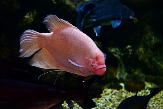 魚