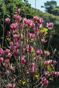 玉兰花