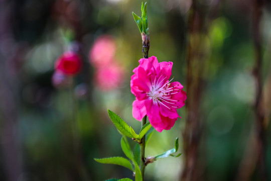 一朵桃花